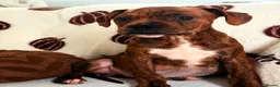 Boxer dogs for sale: Boxer puppy  - Advert 4