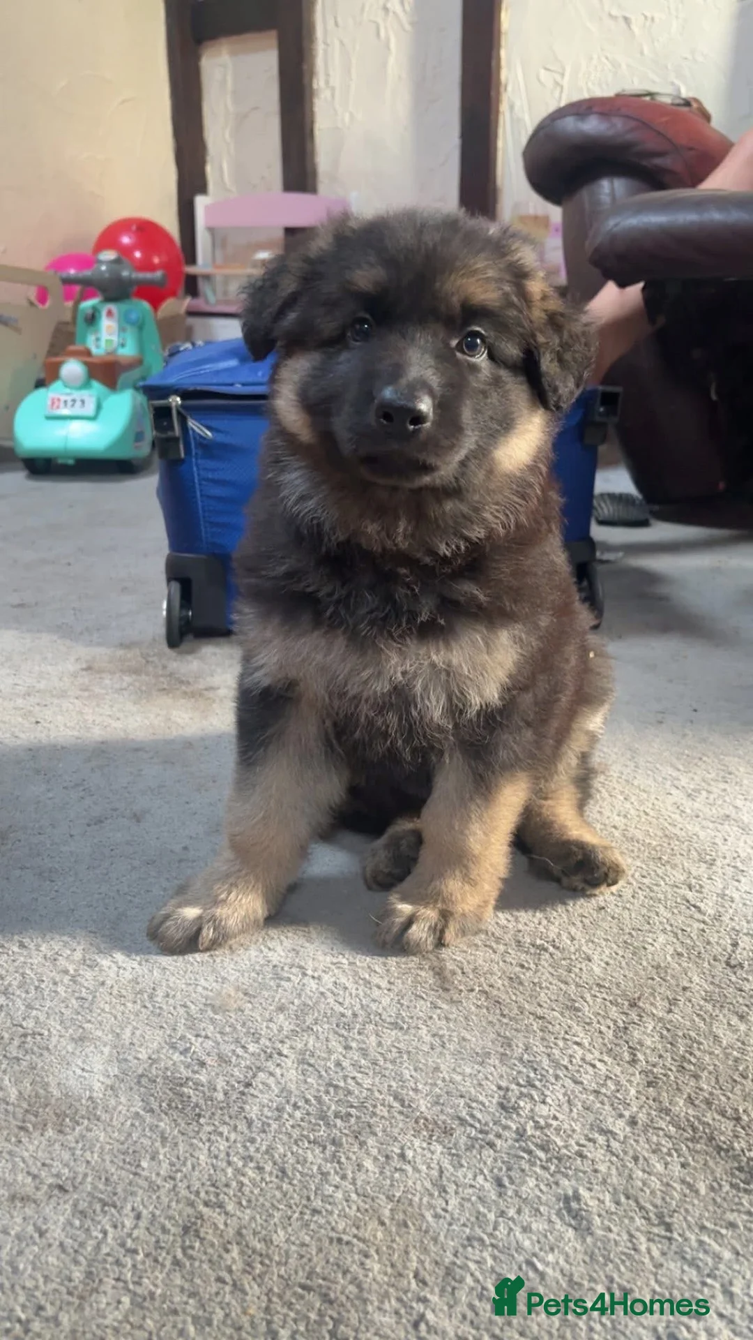 German Shepherd dogs for sale: German shepherd puppies - Advert 1