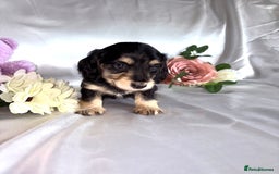 Miniature Dachshund dogs for sale: EXTREMELY FLUFFY Longhaired Miniature Dachshunds  - Image 3