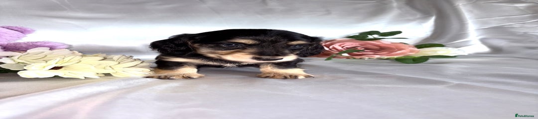 Male 