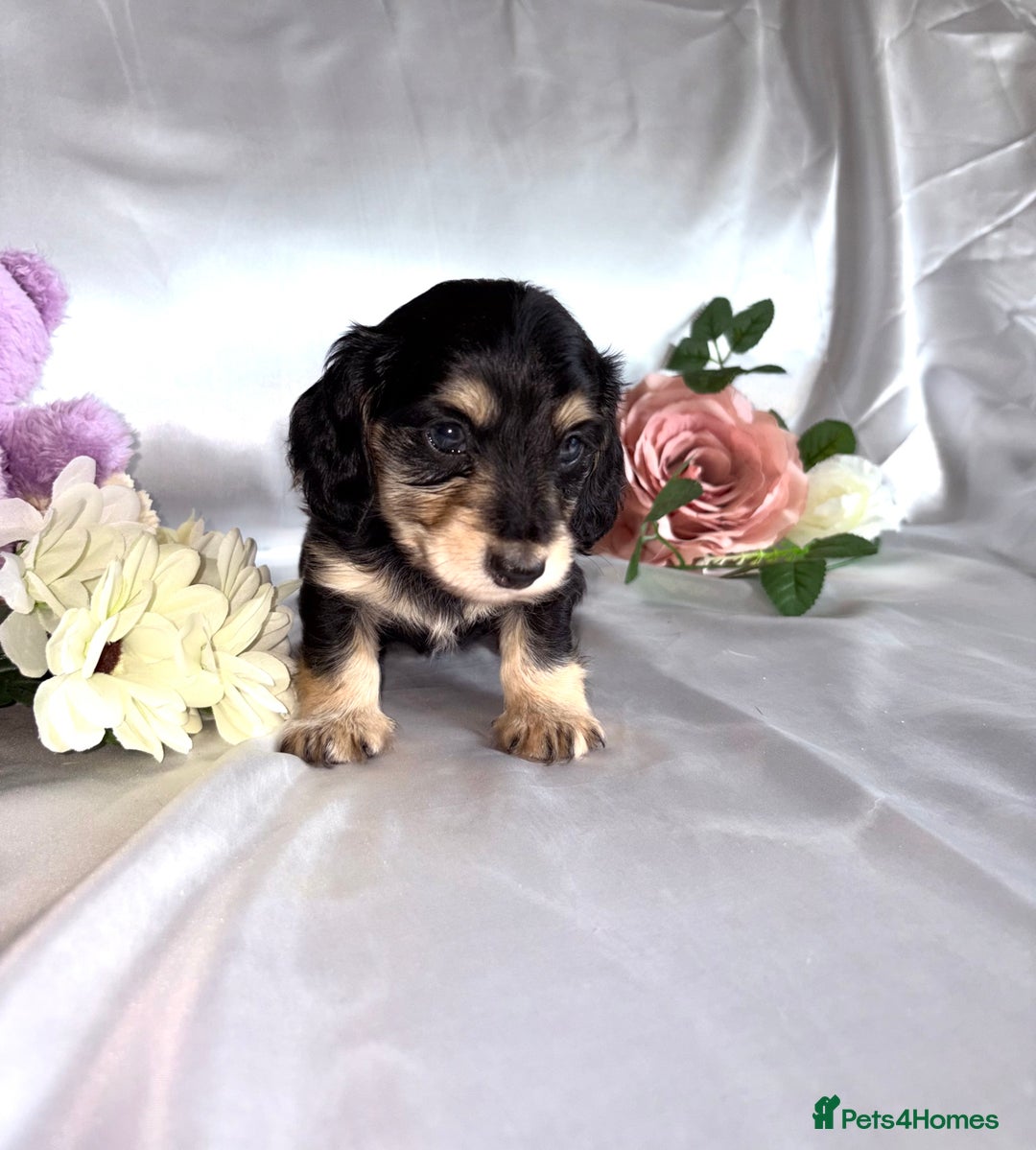 Miniature Dachshund dogs for sale: EXTREMELY FLUFFY Longhaired Miniature Dachshunds  - Image 3