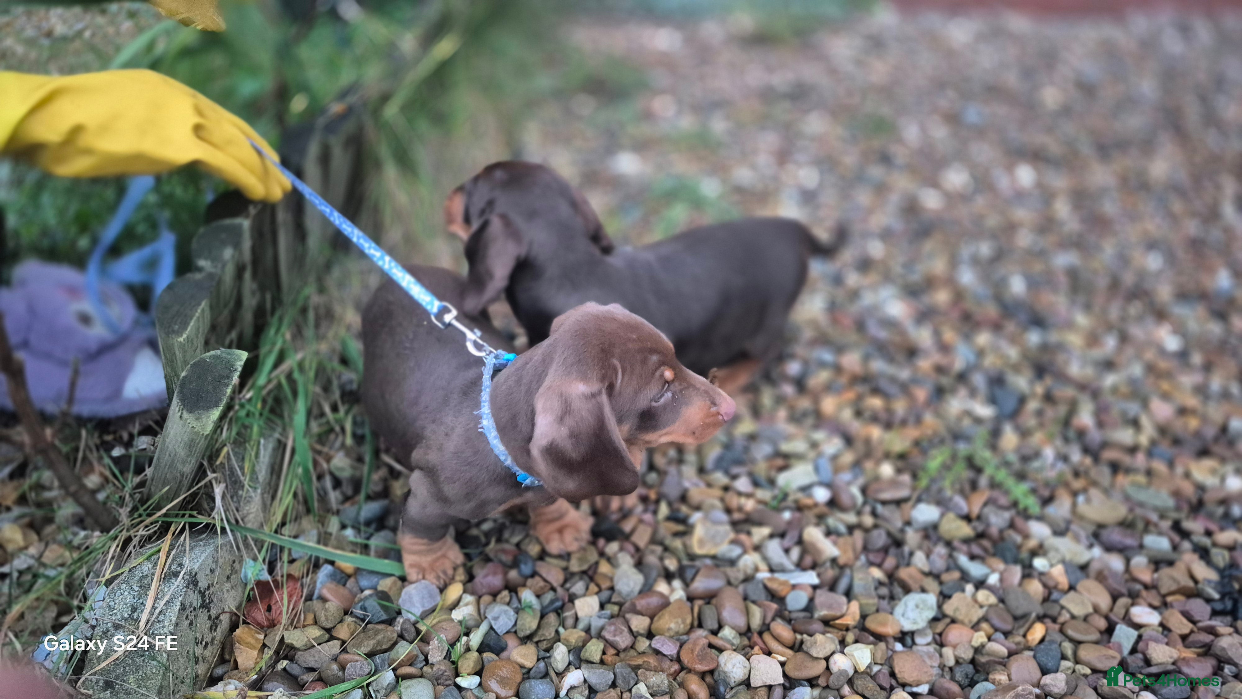 Dachshund dogs miniature dachshund READY  - Advert 3
