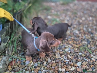 Dachshund dogs miniature dachshund READY - Advert 3