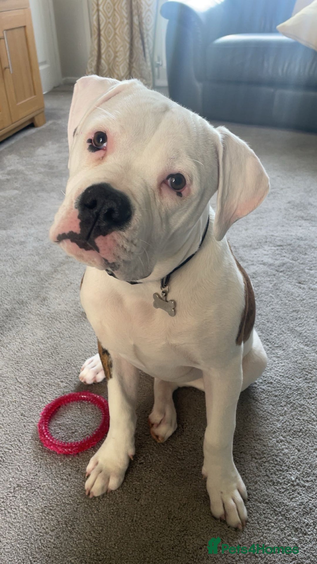 American Bulldog dogs for sale: American Bulldog 8 month puppy (Not XL Bully) - Image 7
