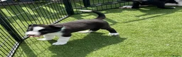 Border Collie dogs for sale: Border collie puppies  - Advert 19