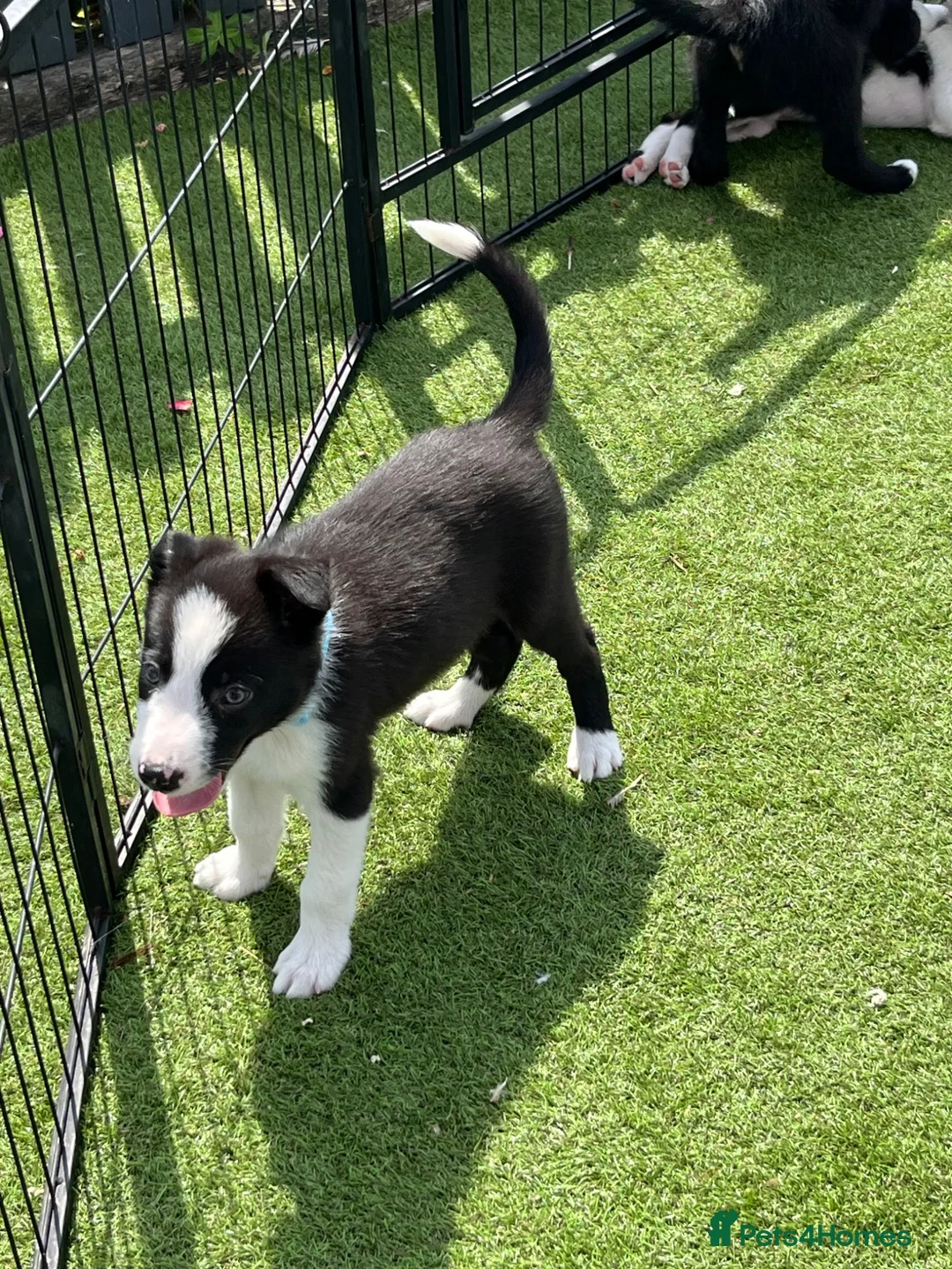 Border Collie dogs for sale: Border collie puppies  - Advert 19