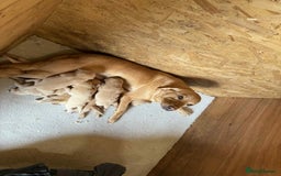 Labrador Retriever dogs for sale: KC Registered labradores ready to leave  - Image 18