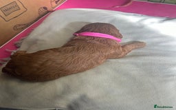 Cavapoo dogs for sale: 7 gorgeous F1b Cavapoo Puppies (4 girls & 3 boys)  - Image 7