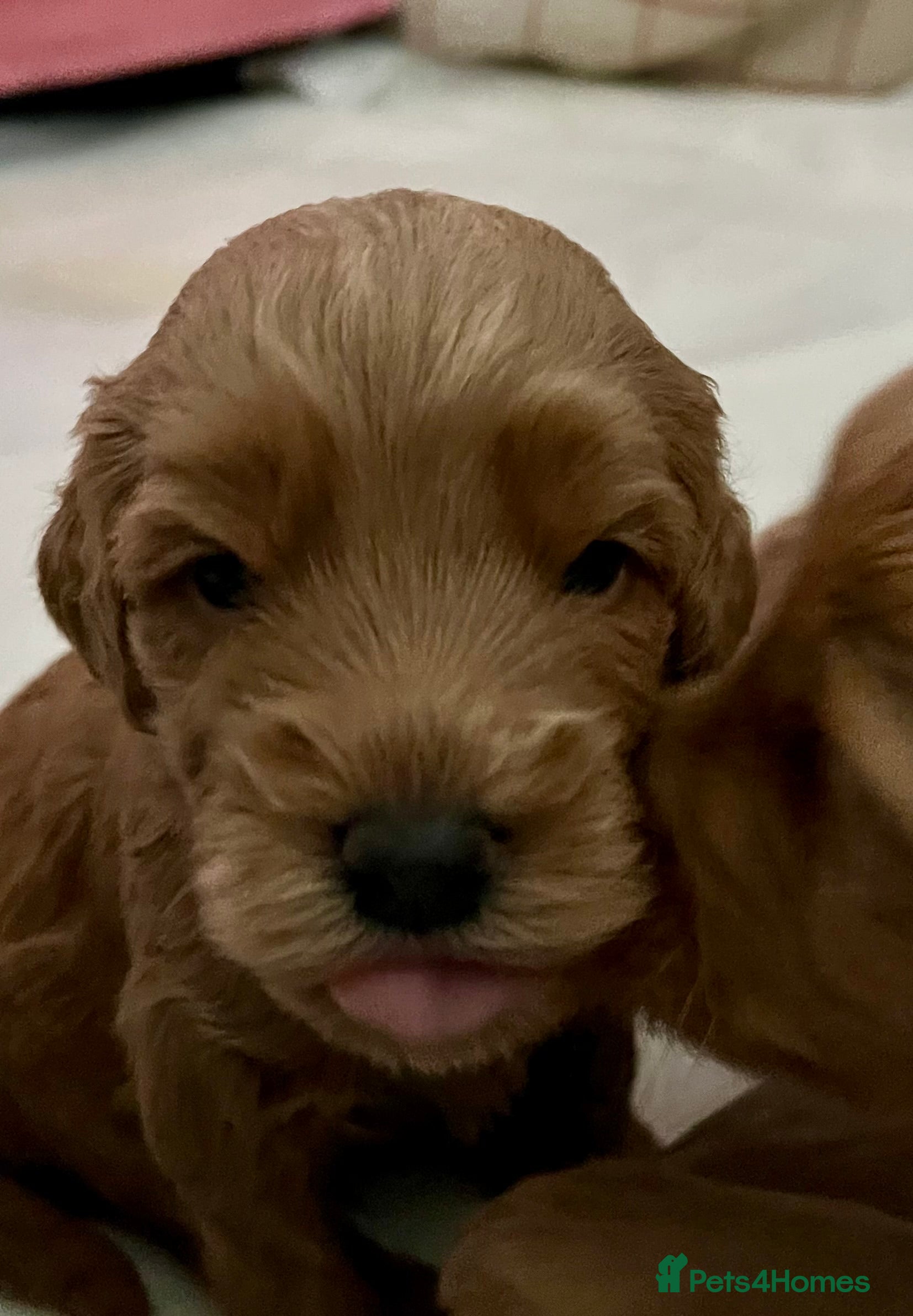 Labradoodle dogs 🥰 Cute Miniature labradoodle Pups 💖💕 - Advert 4