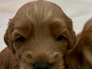 Labradoodle dogs 🥰 Cute Miniature labradoodle Pups 💖💕 - Advert 4