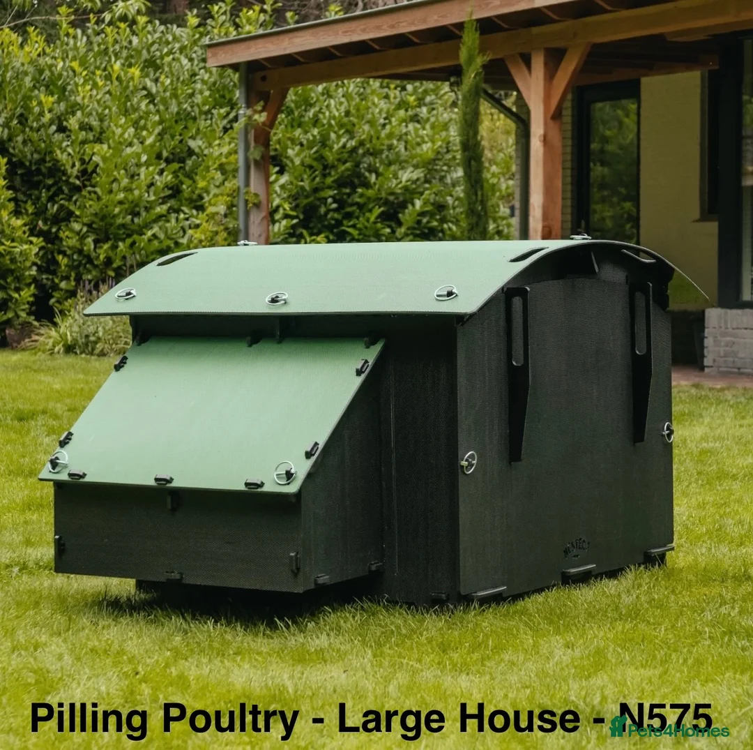 Chickens poultry for sale: Pilling Poultry - Large House - Poultry - Advert 2
