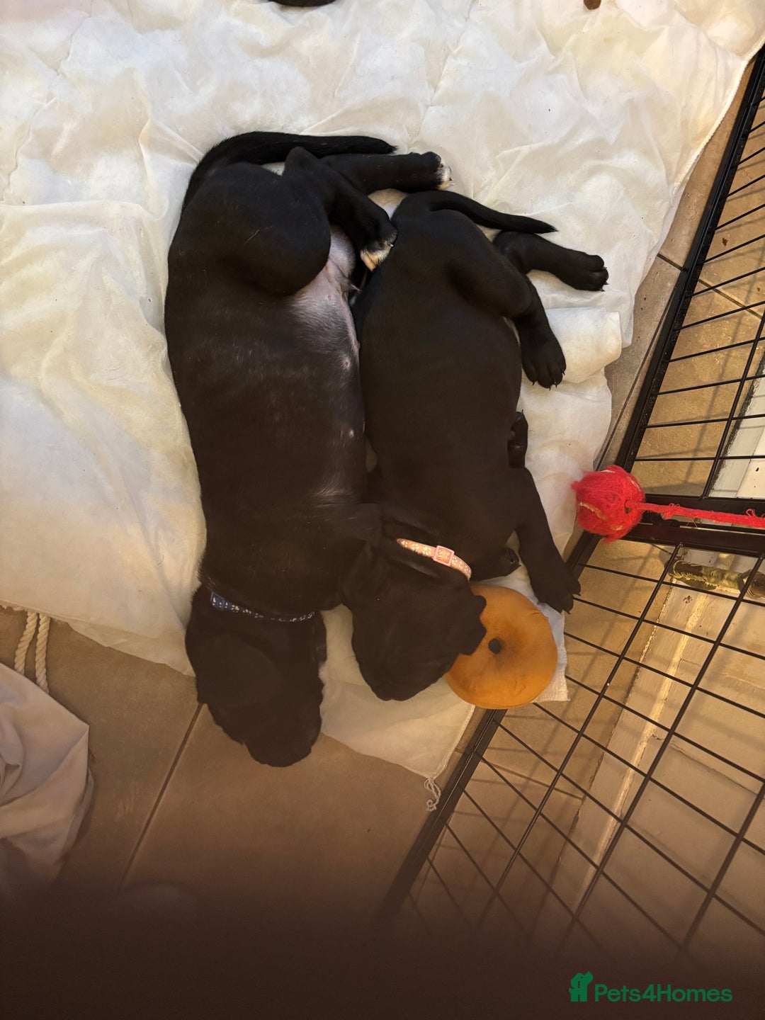 Cane Corso dogs for sale: 🐾‼️💕LAST GIRL💕‼️🐾 - Advert 9