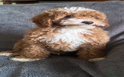 Poochon dogs for sale: Gorgeous Red Toy Poochon Pups fully health tested - Image 10