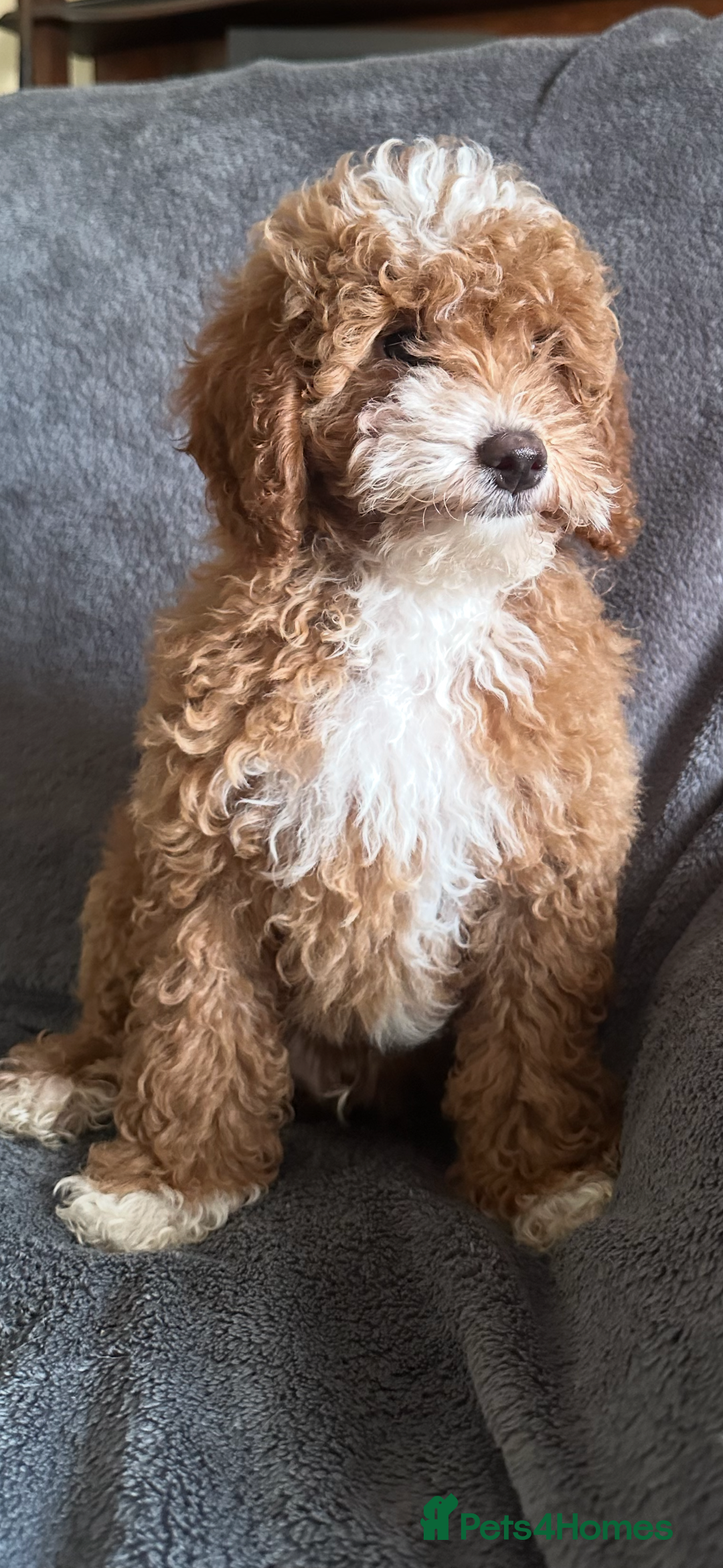 Poochon dogs for sale: Gorgeous Red Toy Poochon Pups fully health tested - Image 10