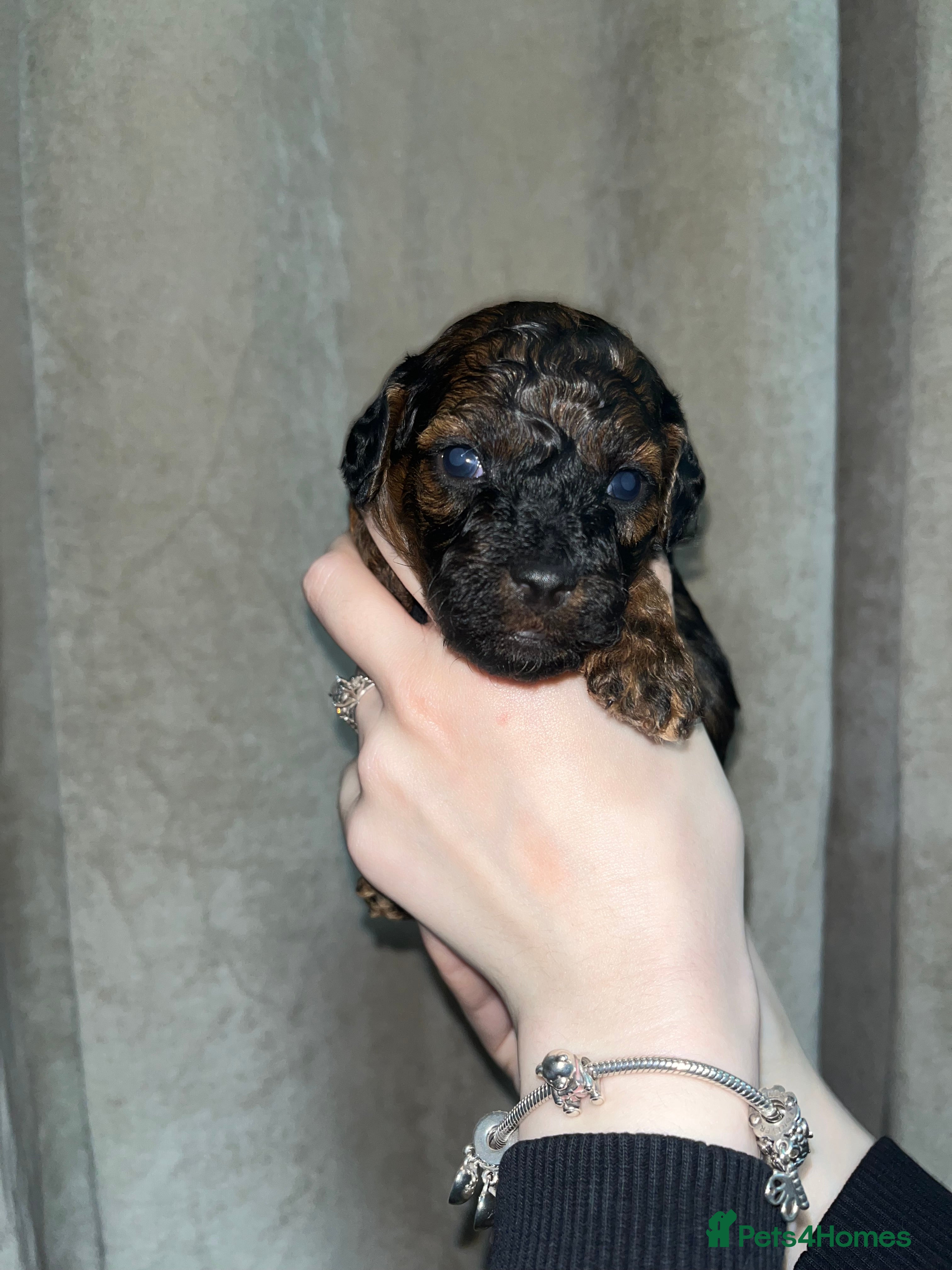 Toy Poodle dogs DNA tested toy poodle puppies  - Advert 3