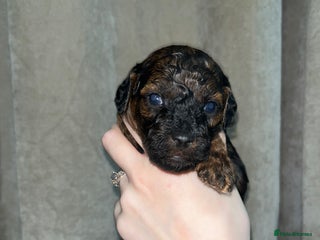 Toy Poodle dogs DNA tested toy poodle puppies - Advert 3