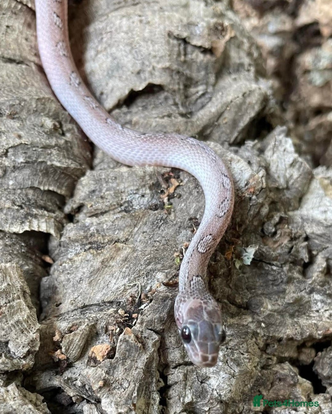Corn Snake reptiles for sale: Baby corn snake for sale  - Image 3