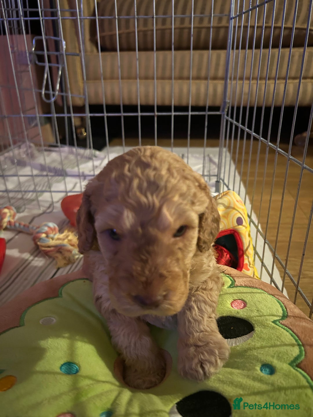 Cockapoo dogs for sale: Beautiful F2 Cockapoo Puppies  - Image 11