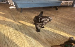 Cavapoo dogs for sale: ONLY our clever little Ricki left!  - Image 22