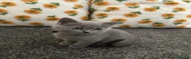British Shorthair 1