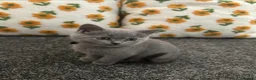 British Shorthair cats for sale: British Short Hair and Ragdoll Mix Kittens - Advert 6