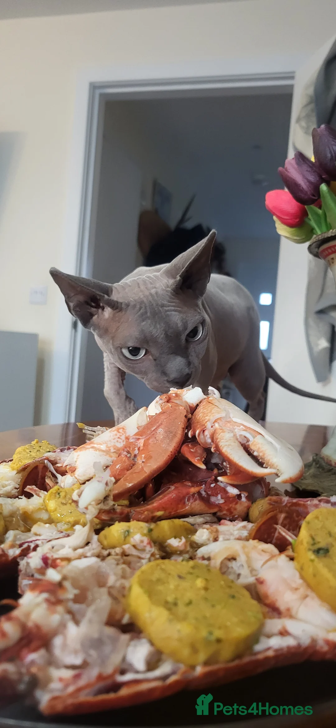 Sphynx cats for stud: Looking for stud  - Advert 3