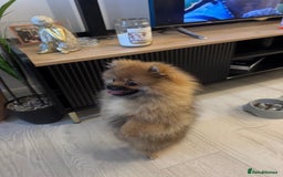 Pomeranian dogs for sale: Our boy Milo - Image 2