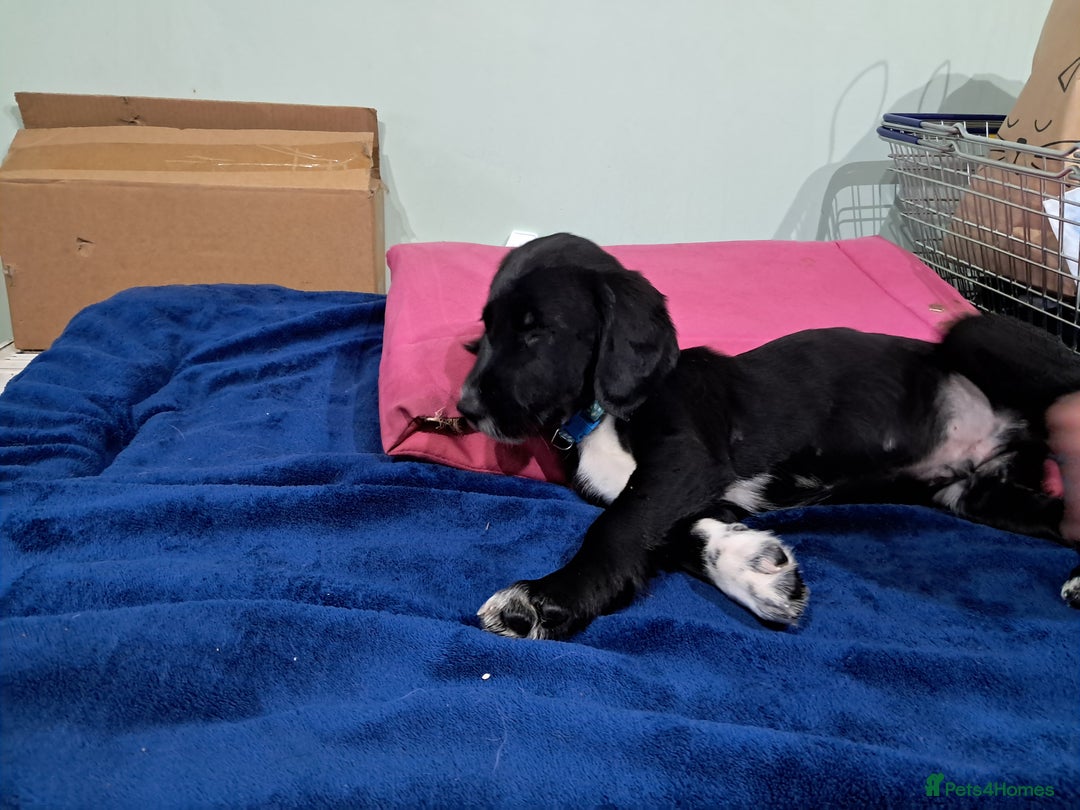 Mixed Breed dogs for sale: Sprollies - Image 2