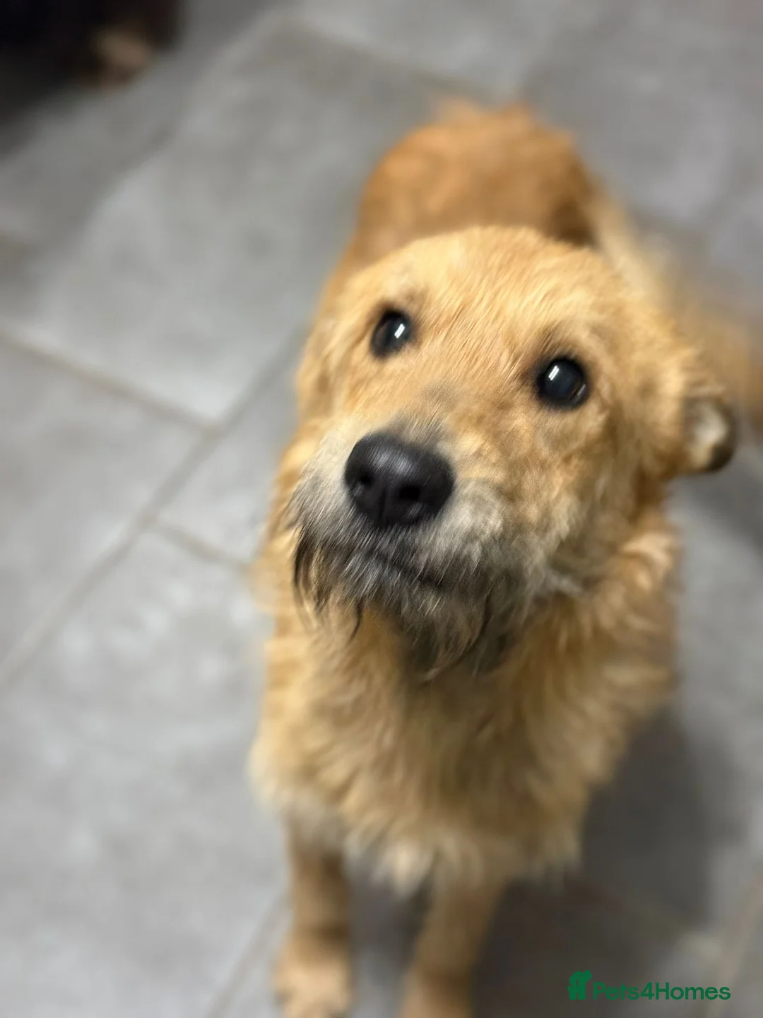 Mixed Breed dogs for adoption: Gorgeous Ernie looking for his home - Advert 1