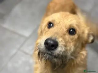 Mixed Breed dogs Gorgeous Ernie looking for his home - Advert 1