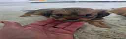 Mixed Breed dogs for sale: Chilliers puppies in Newcastle upon Tyne - Advert 4
