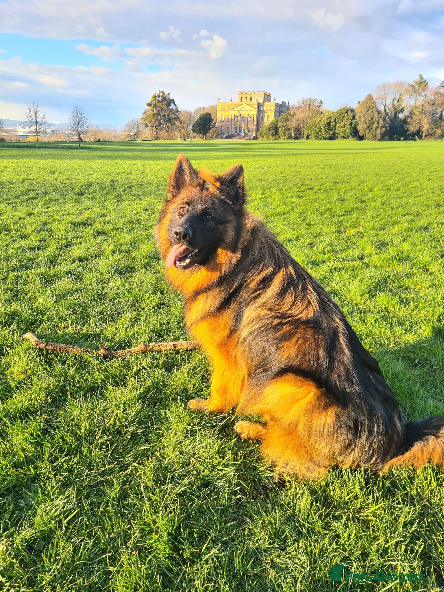 German Shepherd dogs Male German Shepherd - Reluctant Rehoming - Advert 7