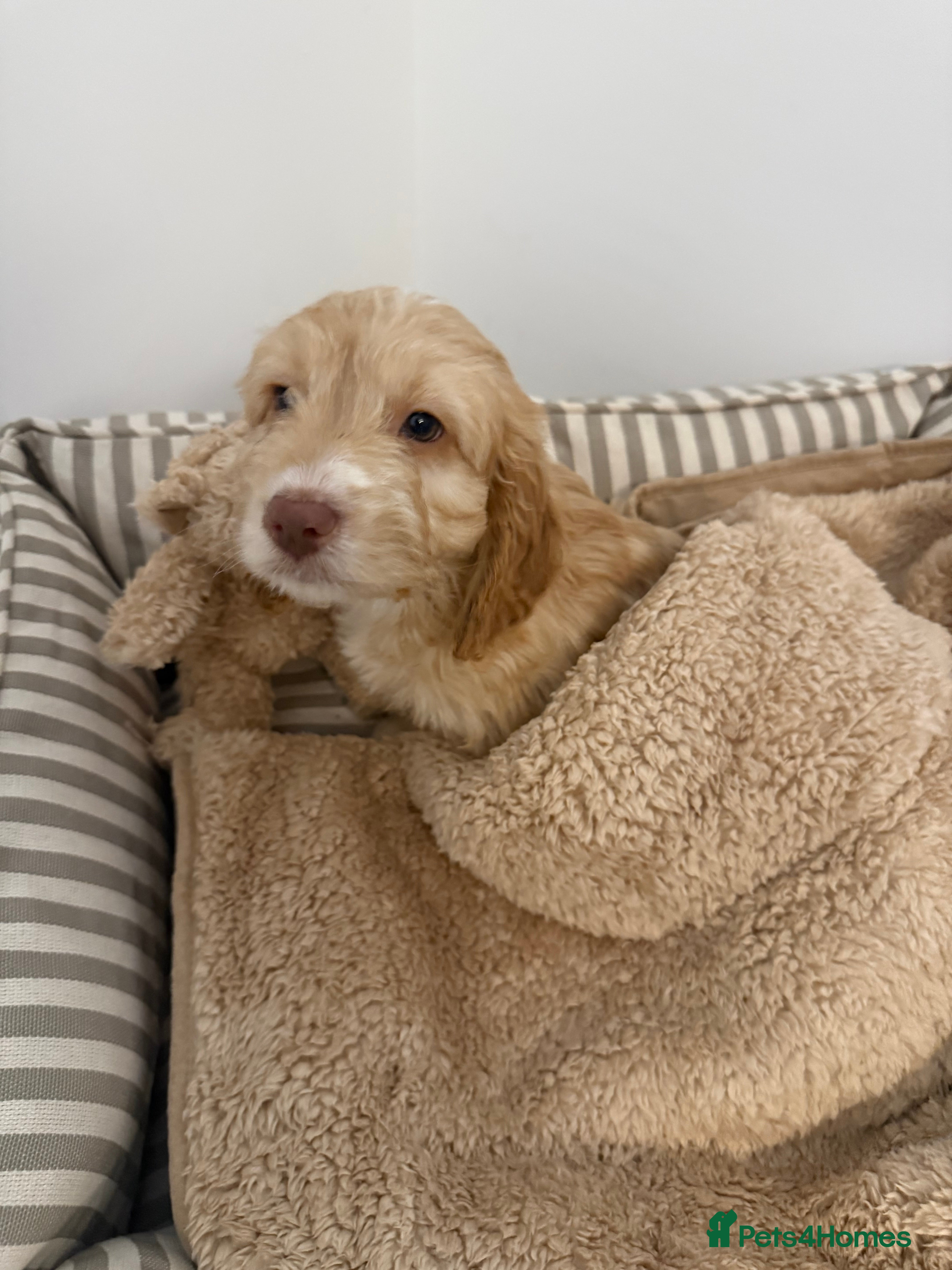 Cockapoo dogs Golden Cokerpoo - Advert 1