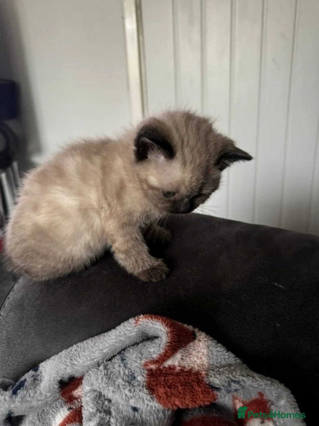Scottish Fold cats for sale: 3 x Kittens for sale in Stevenage - Advert 2