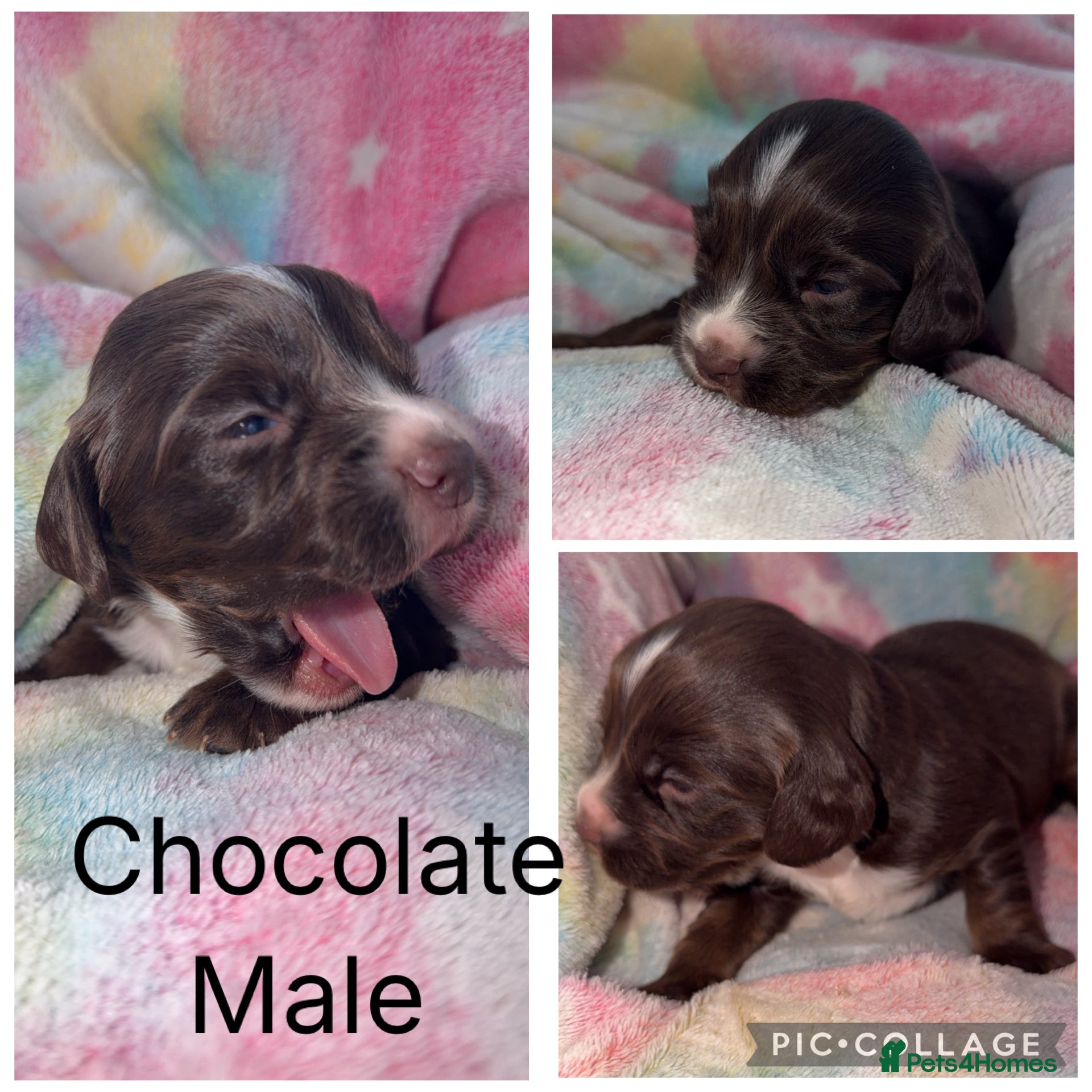 Cocker Spaniel dogs Cocker spaniel puppies  - Advert 3