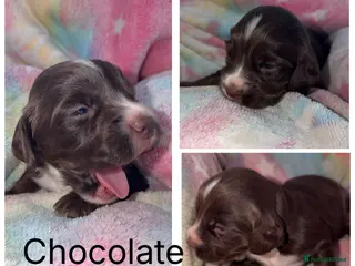 Cocker Spaniel dogs Cocker spaniel puppies - Advert 3