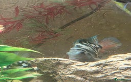Cichlids fish for sale: Polar blue parrots - Image 3