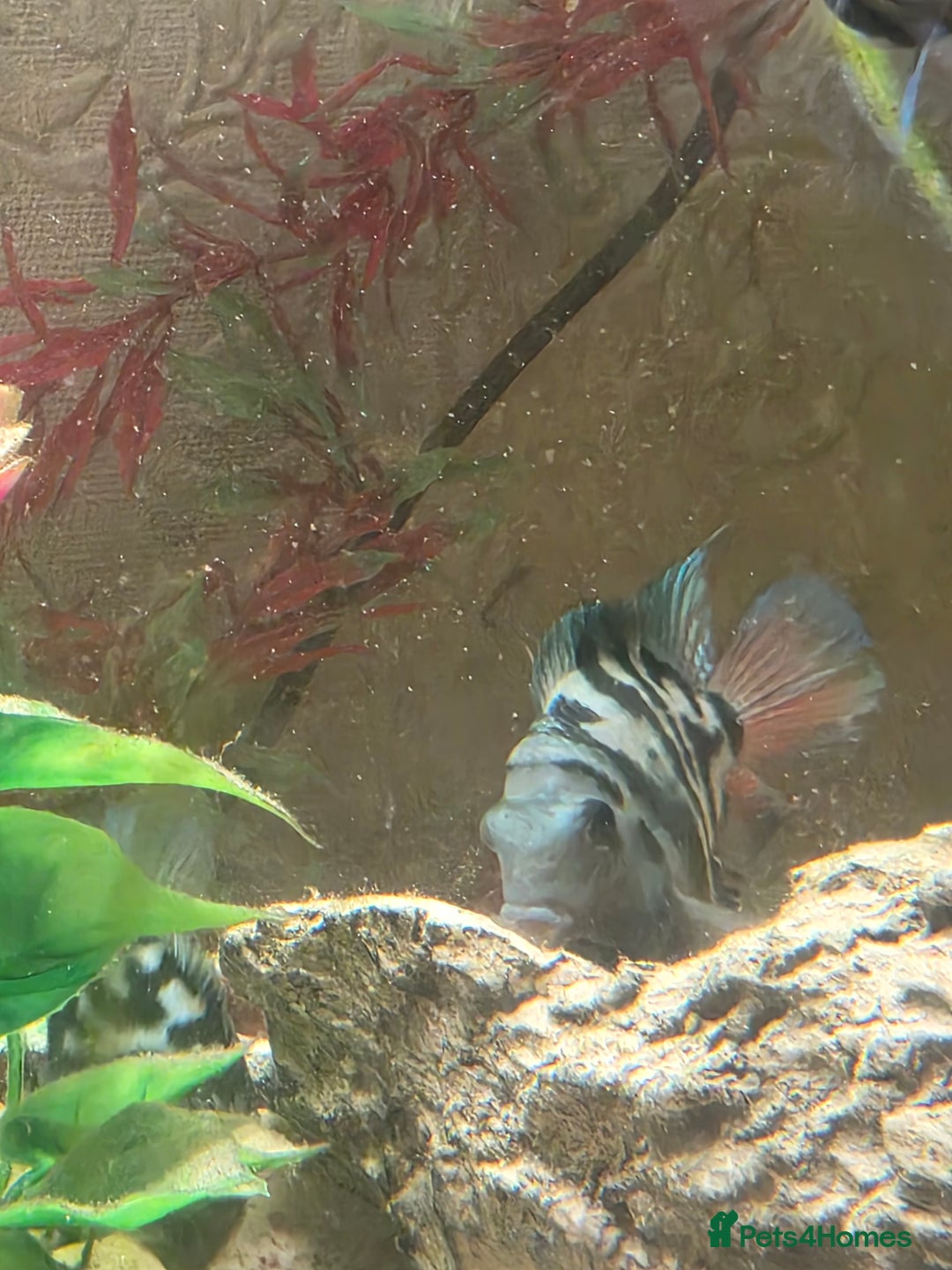 Cichlids fish for sale: Polar blue parrots - Image 3