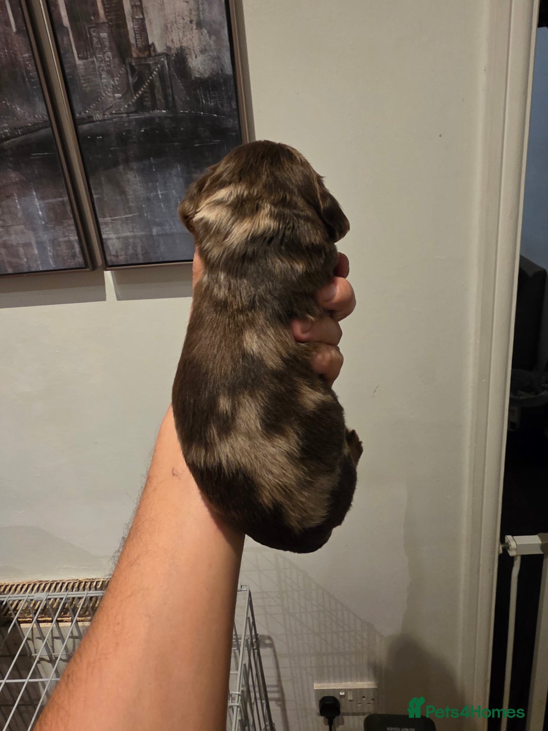 Cocker Spaniel dogs for sale: Kc registered mixed litter - Image 22