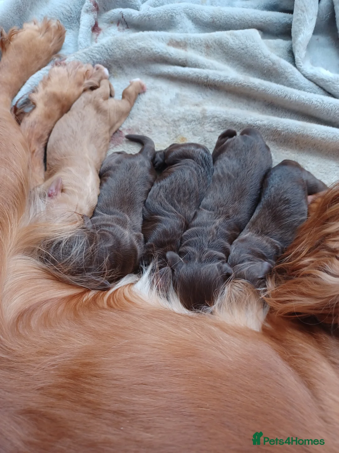 Sprocker dogs for sale: Sprocker puppies for sale in Bristol - Advert 2