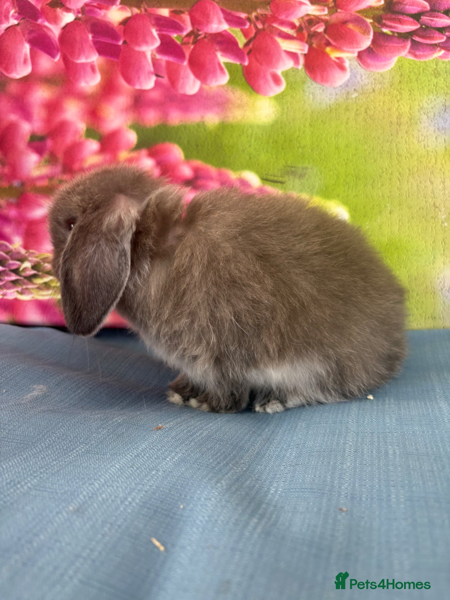 Mini Lop rabbits for sale: Mini lops - Advert 3