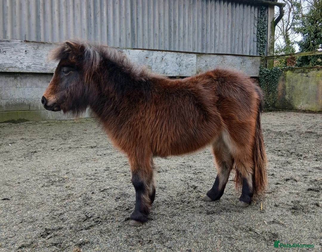 Shetland pony horses for sale: Registered miniature Shetland  - Advert 2