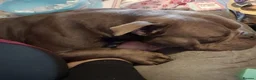 American Bully dogs for sale: Gorgeous chunky 5y pocket bully  in Llanelli - Advert 3