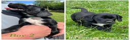 Cockerdor dogs for sale: ****GORGEOUS COCKERDOR PUPPIES**** in Tiverton - Advert 8