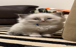 Ragdoll cats for sale: 5 beautiful Ragdoll kittens - Image 2