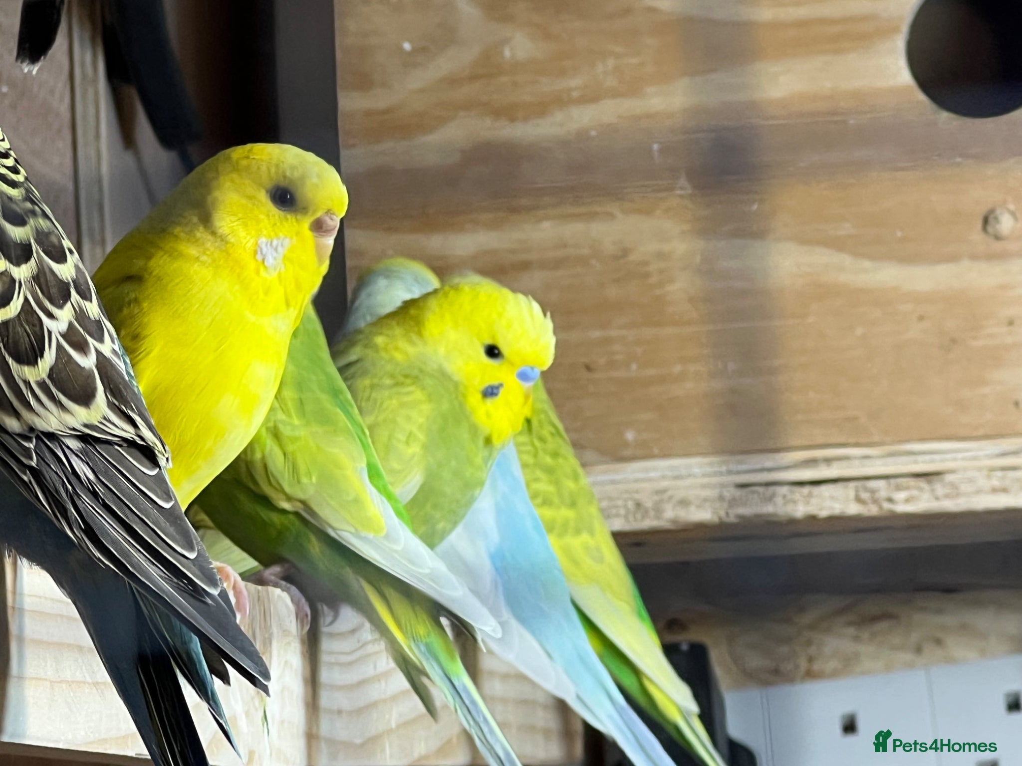Budgerigars birds Mix variety of Stunning Young Budgies  - Advert 14