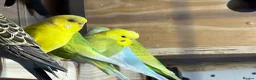 Budgerigars birds for sale: Mix variety of Stunning Young Budgies  - Advert 1