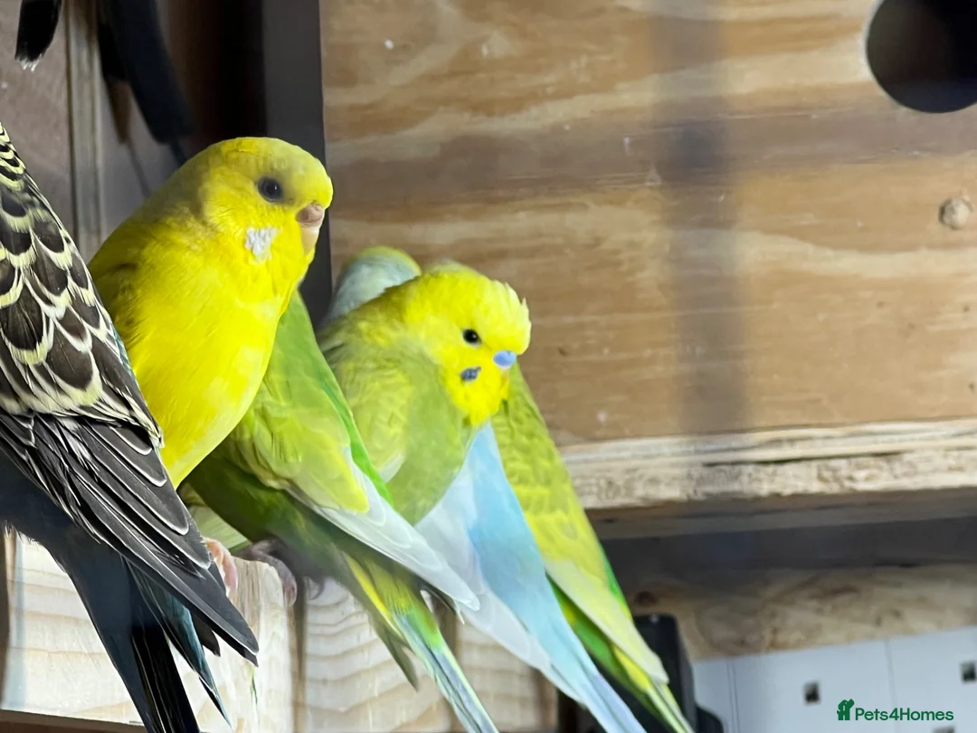 Budgerigars birds for sale: Mix variety of Stunning Young Budgies  - Advert 1