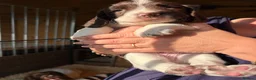English Springer Spaniel dogs for sale: KC Springer Spaniel Pups - Advert 9