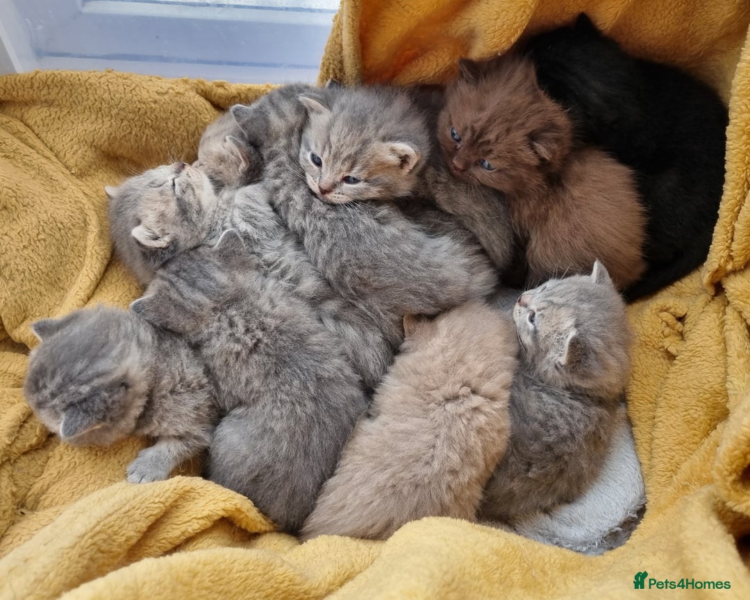 British Shorthair cats for sale: Blue & stripy, boys & girls ava British shorthairs in Eastbourne - Image 35